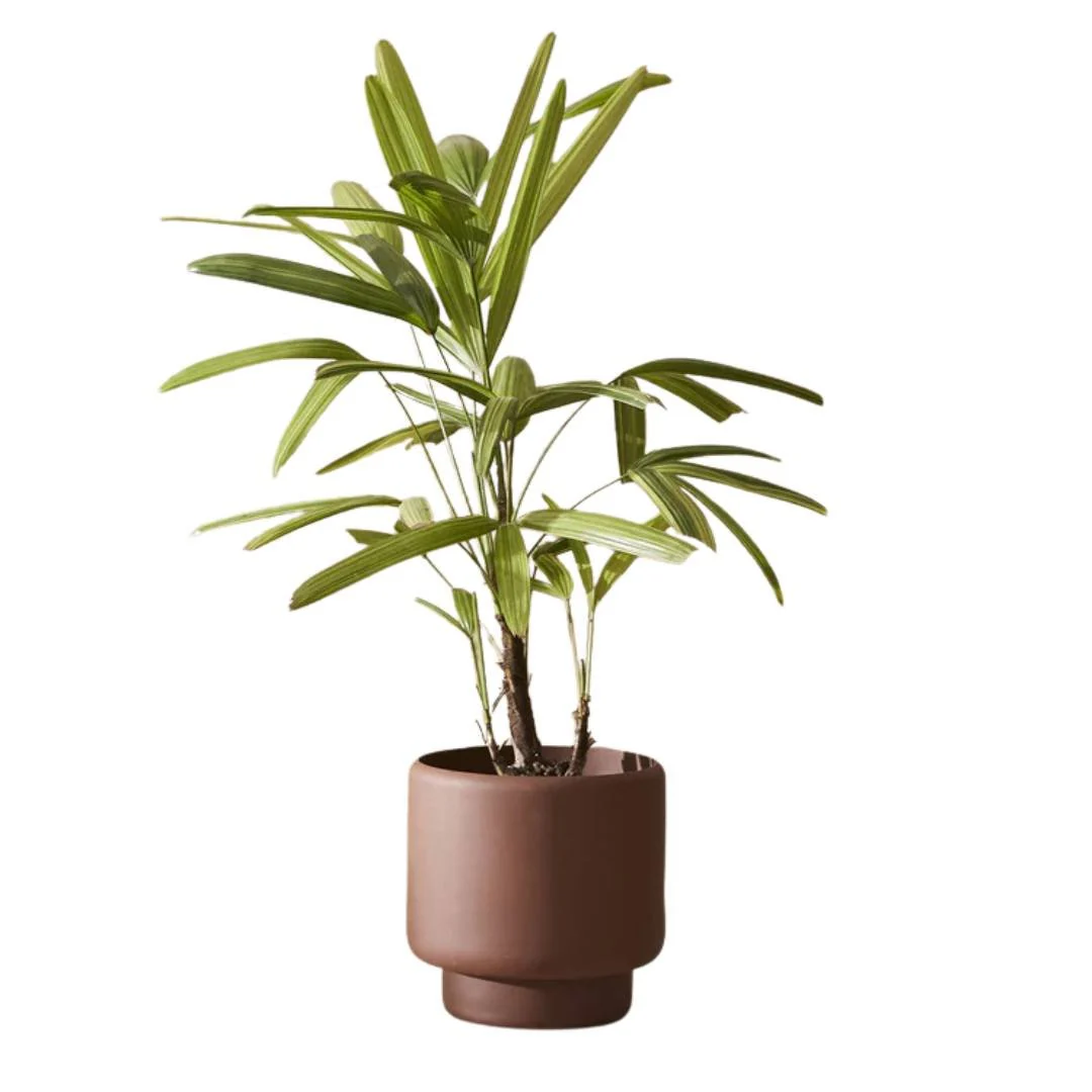 Aaron Probyn Botany Plant Pot - Dark Terracotta (Medium 15cm)