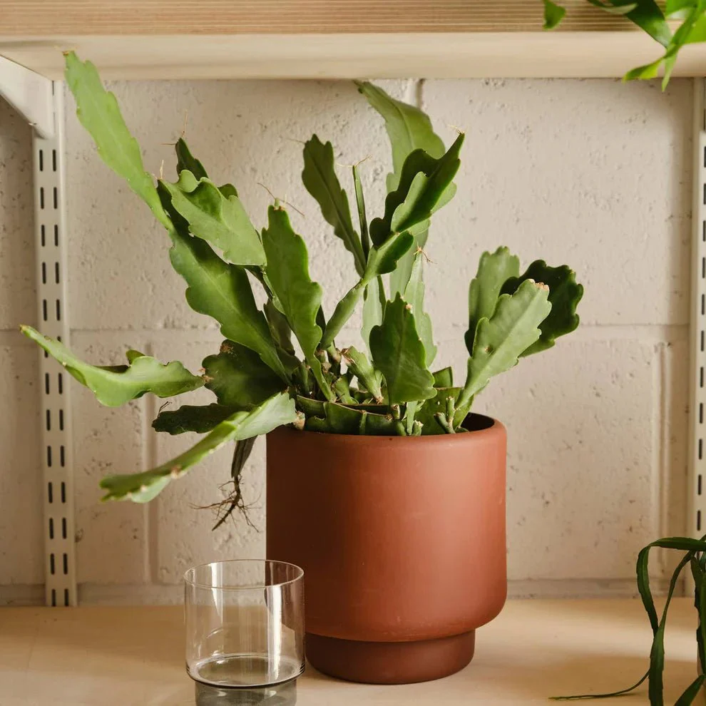 Aaron Probyn Botany Plant Pot - Dark Terracotta (Medium 15cm) - Image 2