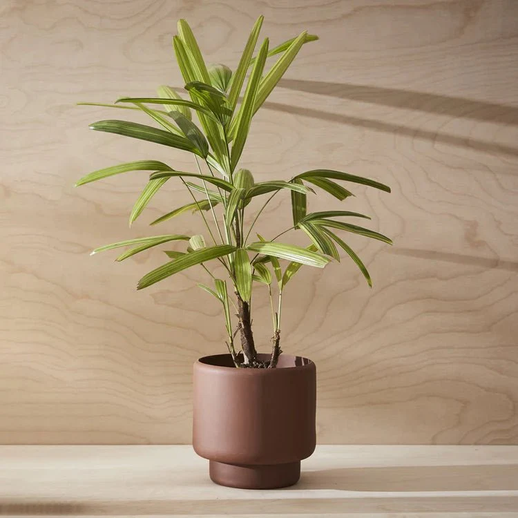 Aaron Probyn Botany Plant Pot - Dark Terracotta (Medium 15cm) - Image 5