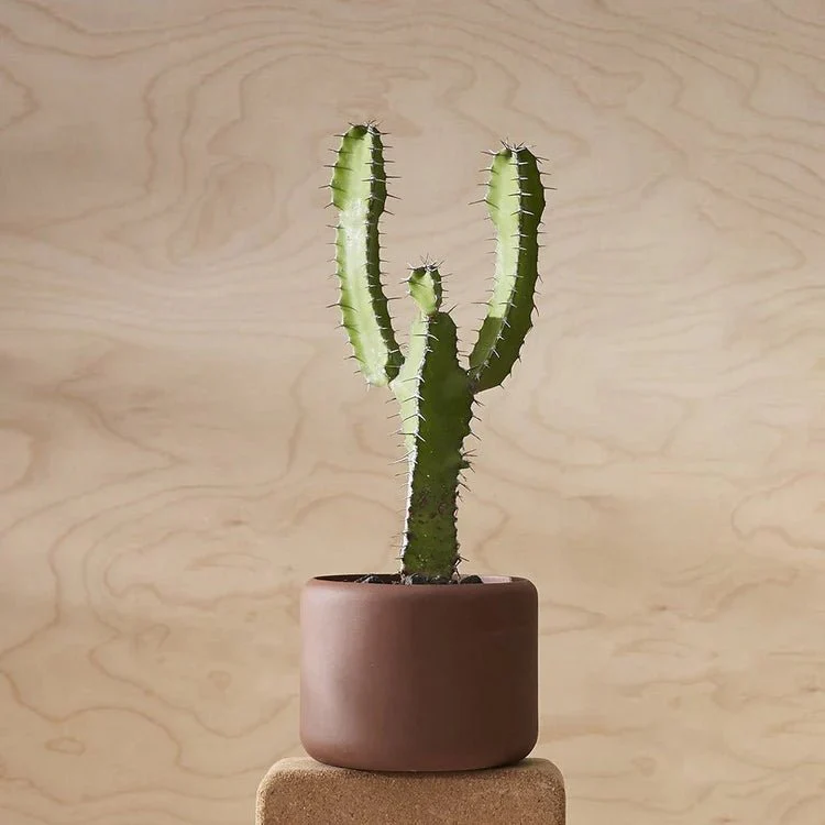 Aaron Probyn Botany Plant Pot - Dark Terracotta (Small 9cm) - Image 3
