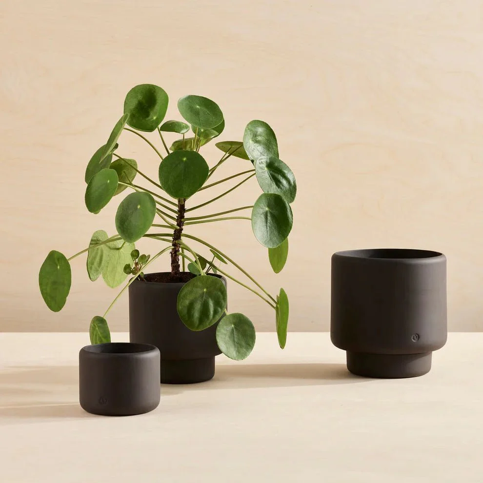 Aaron Probyn Botany Plant Pot - Graphite Black (Medium - 15cm) - Image 6