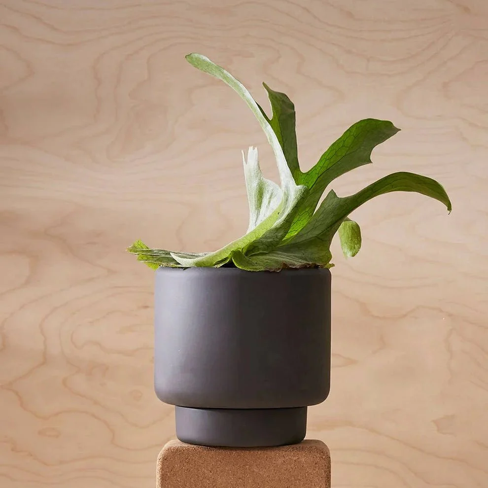 Aaron Probyn Botany Plant Pot - Graphite Black (Medium - 15cm) - Image 4