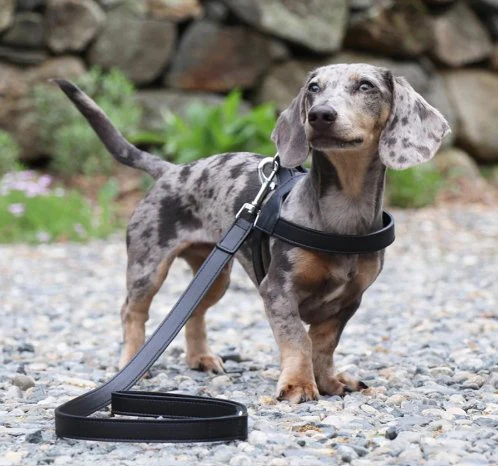 Project Blu Amalfi Black Leather Dog Harness - Image 2