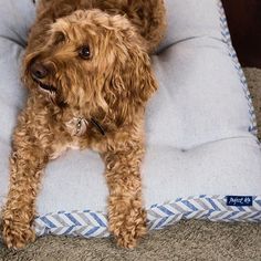 Project Blu Eco Friendly Dog Mattress - Danube Delta Blue - Medium 70cm x 50cm - Image 3