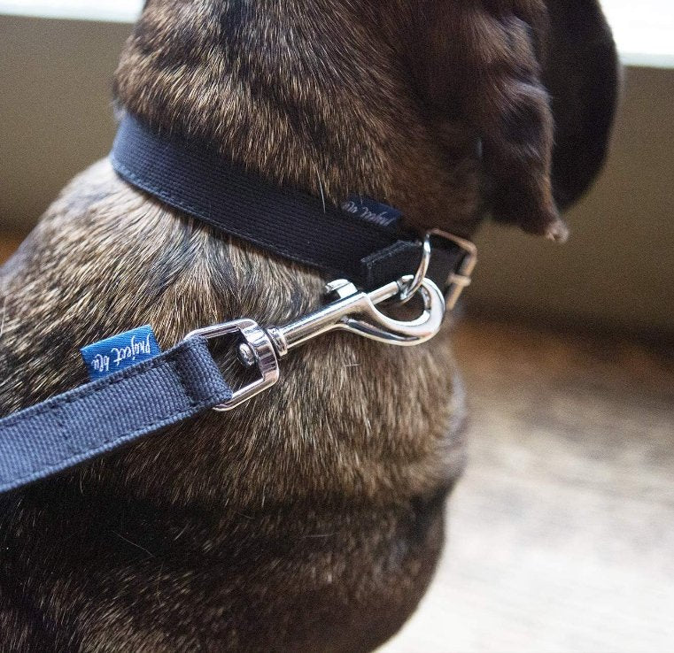 Project Blu Elbe Black Dog Collar - XS - Image 3