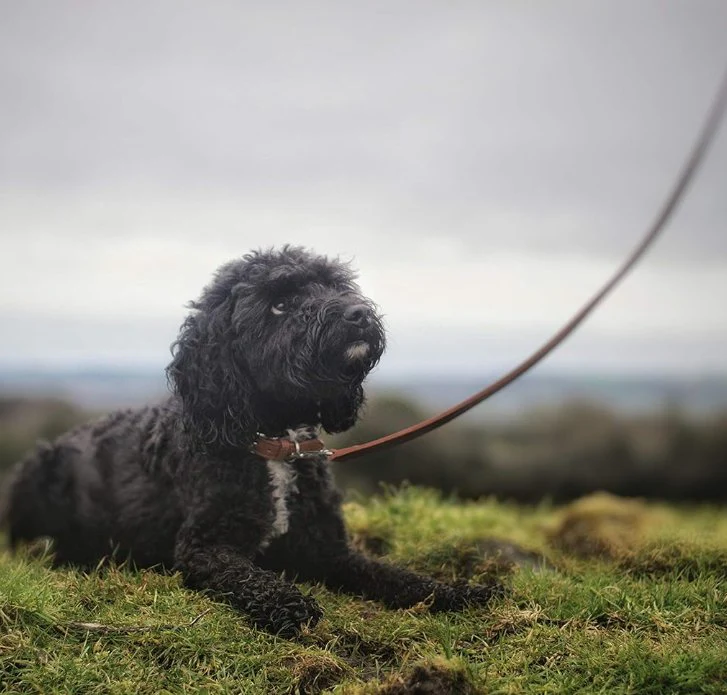 Project Blu Hamilton Brown Leather Dog Leash - 110cm - Image 3