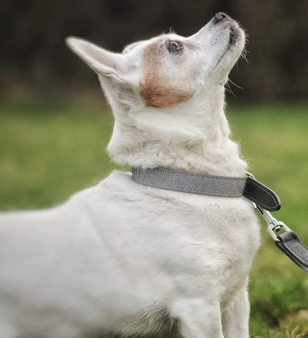 Project Blu Madison Grey Leather Nylon Dog Leash - 110cm - Image 3