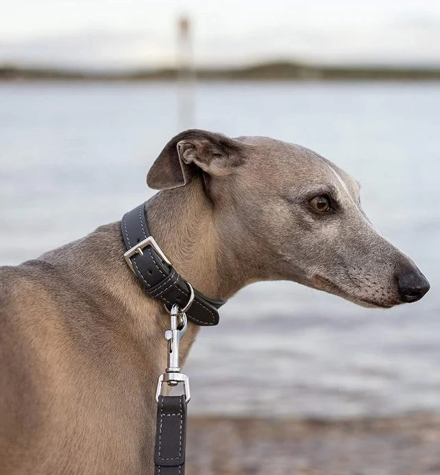 Project Blu Malibu Grey Leather Collar XL - Image 2