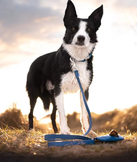 Project Blue Eco Friendly Dog Poop Bag - Marlin Blue - Image 2