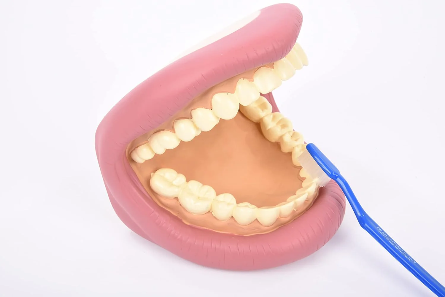 Tickit Giant Teeth Demonstration Set - Kids Teeth Brush Teaching - Image 4