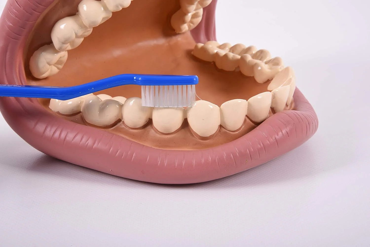 Tickit Giant Teeth Demonstration Set - Kids Teeth Brush Teaching - Image 6