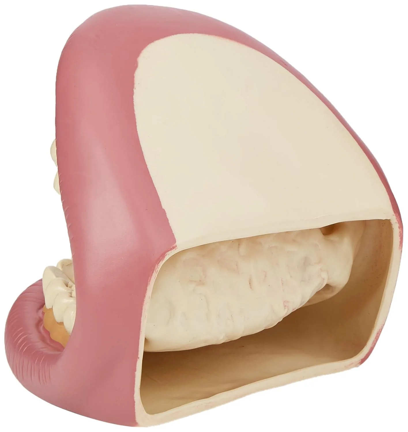Tickit Giant Teeth Demonstration Set - Kids Teeth Brush Teaching - Image 7