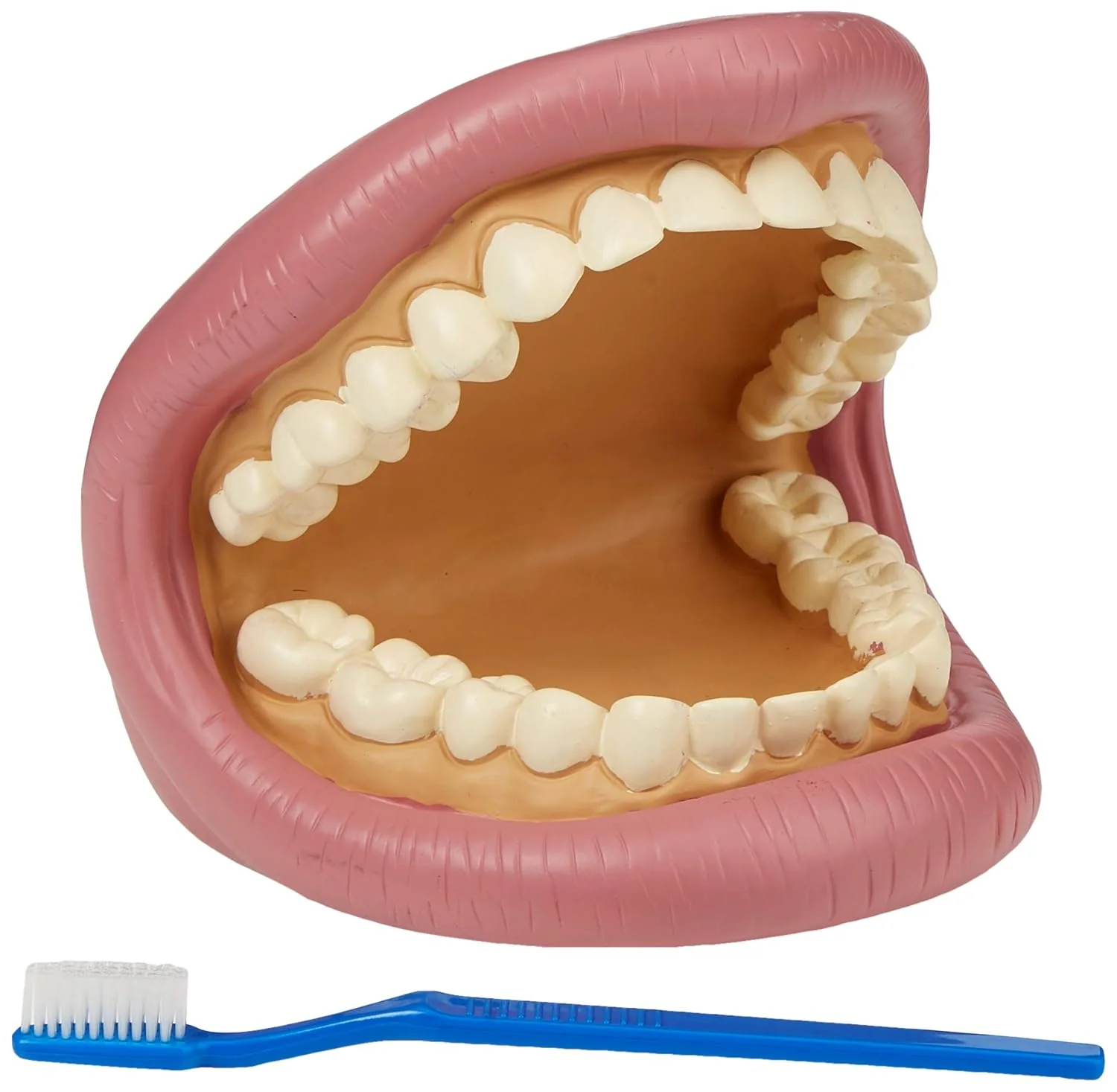 Tickit Giant Teeth Demonstration Set - Kids Teeth Brush Teaching - Image 8