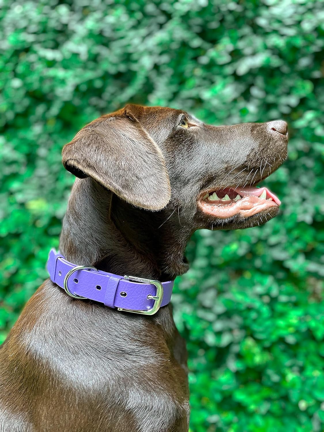 Tuff Pupper Classic Heavy Duty Dog Collar Purple - Medium - Image 5