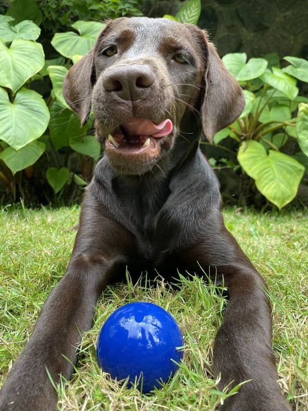 Tuff Pupper Super Chewy Ultra Ball - small Blue - Image 3