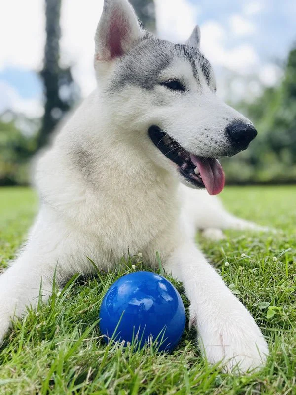 Tuff Pupper Super Chewy Ultra Ball - small Blue - Image 4